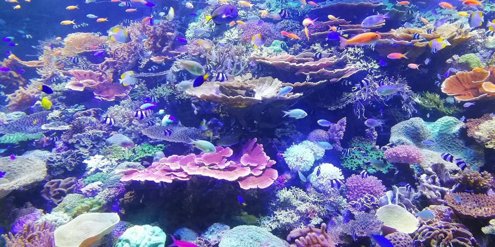 Reef aquarium with colourful corals and small fish under blue water