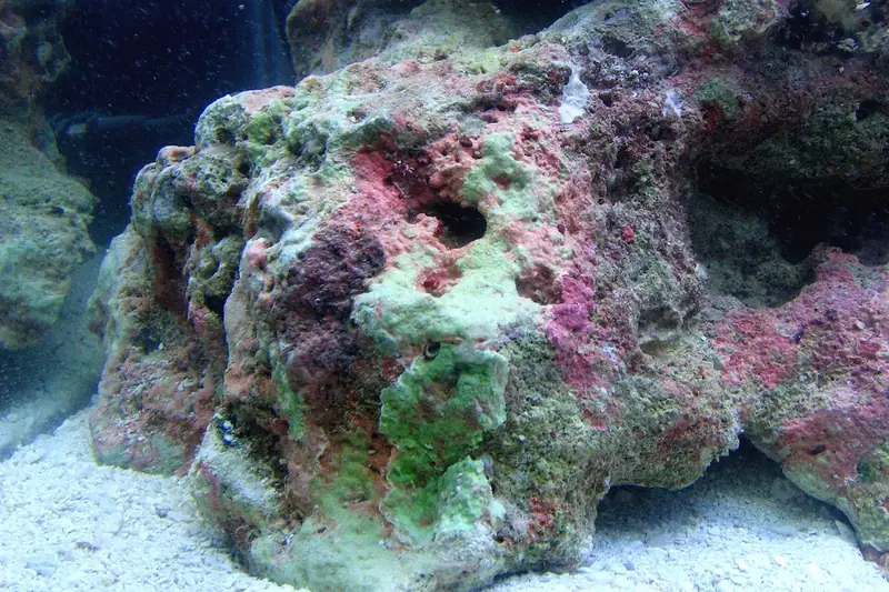 Live rock covered in pink and green coralline algae on a white sand bed
