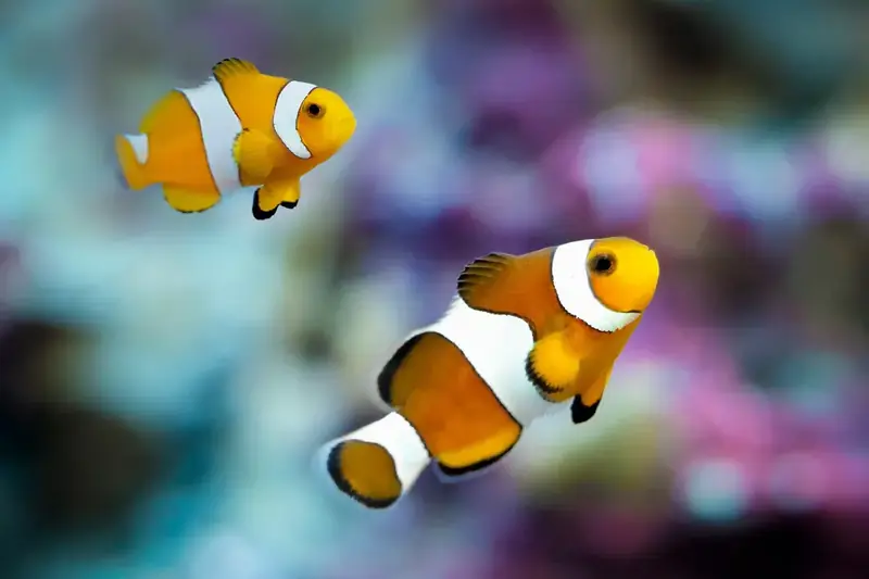 Two orange-and-white clownfish swimming in an aquarium