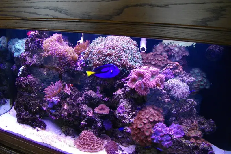 Saltwater aquarium set in a wooden surround, with a blue tang swimming over coral-covered rock