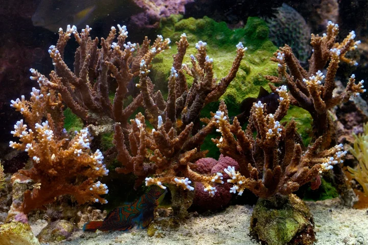 Branching Acropora coral colonies growing in an aquarium