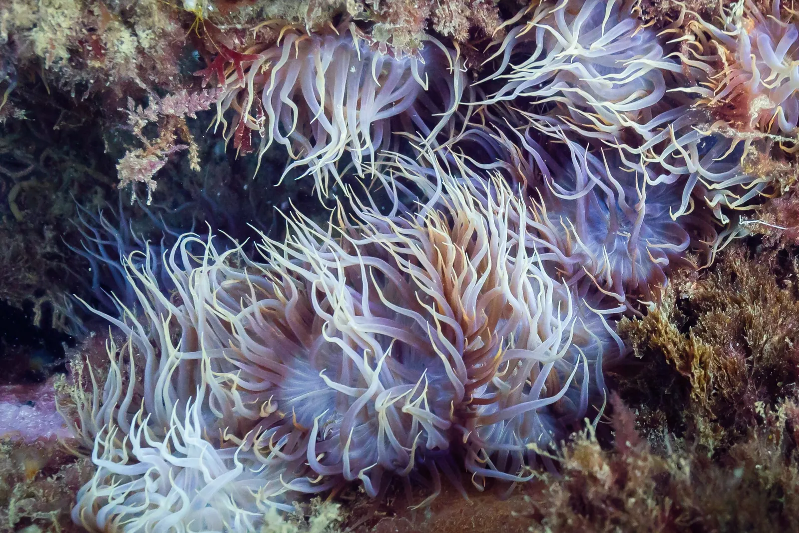 Cluster of Aiptasia anemones on rock; Aiptasia are a common reef aquarium pest