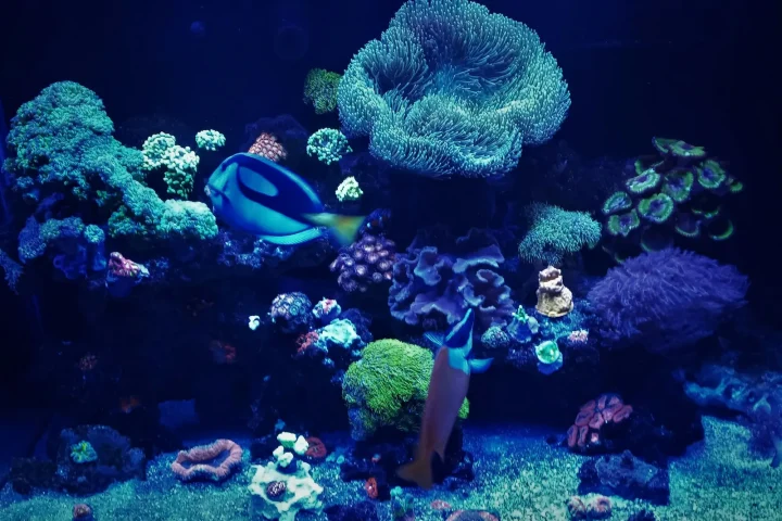 Blue tang and foxface rabbitfish swimming among corals in a reef aquarium