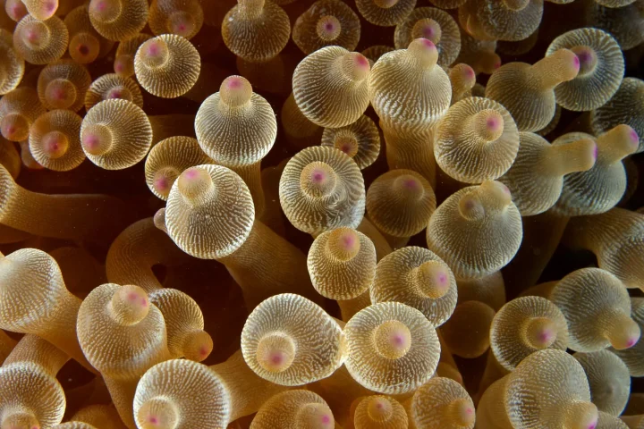 Close-up of the rounded tentacle tips of a bubble-tip anemone