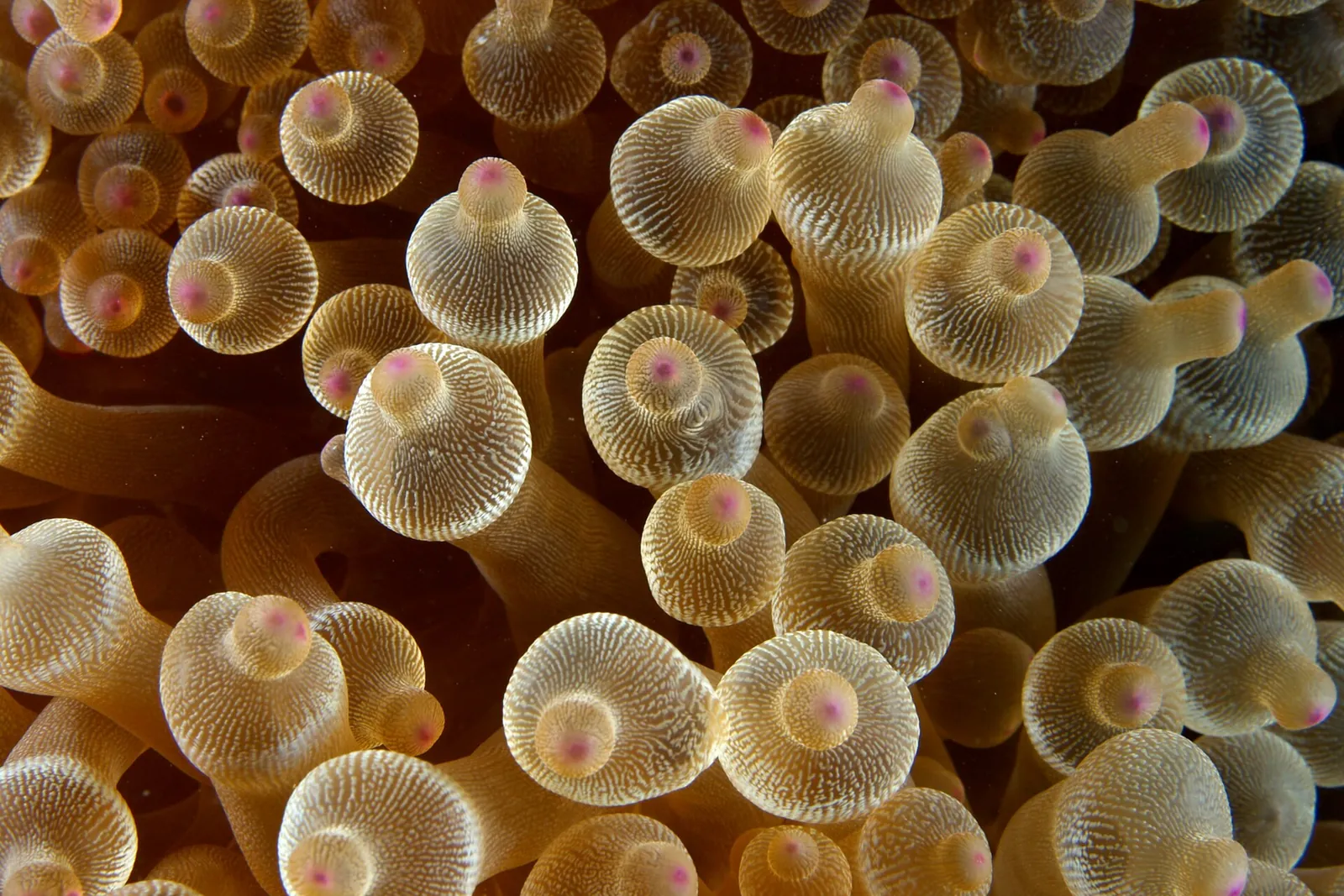 Close-up of the rounded tentacle tips of a bubble-tip anemone