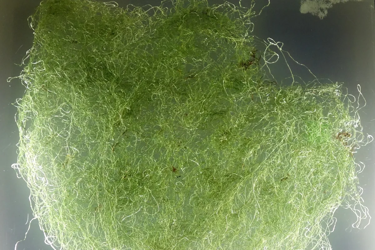 Tangled green strands of Chaetomorpha macroalgae