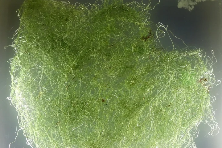 Tangled green strands of Chaetomorpha macroalgae