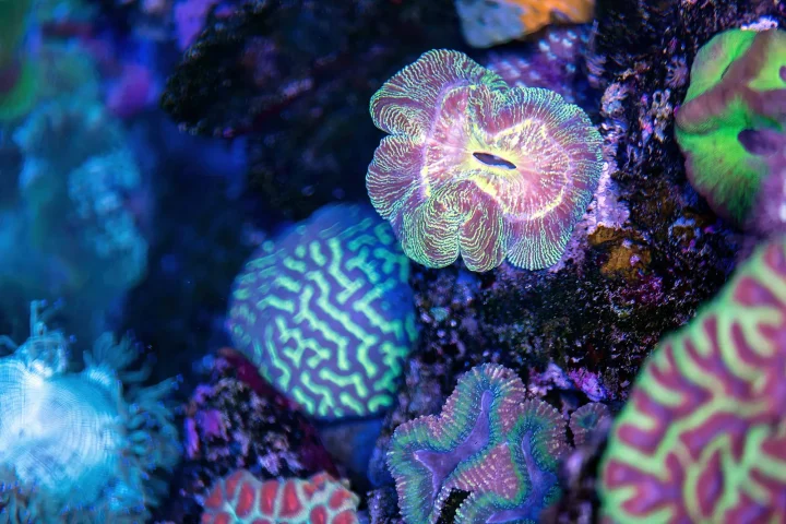 Brightly coloured open brain and other stony corals in a reef aquarium