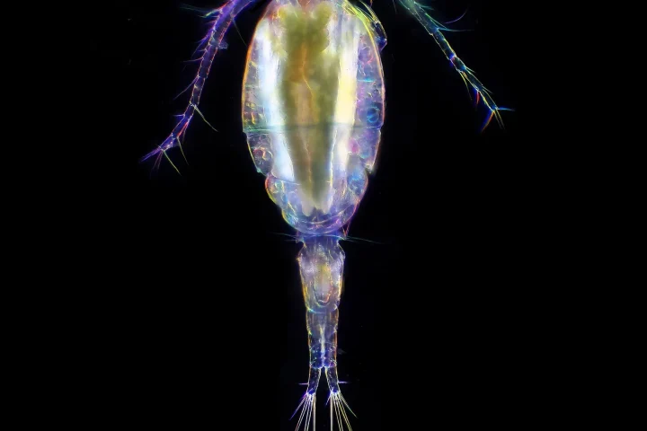 Copepod photographed under a microscope against a black background