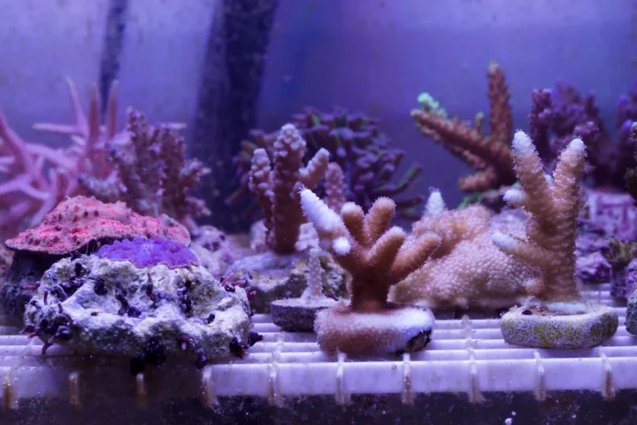 Small coral frags mounted on plugs and arranged on a plastic grid rack