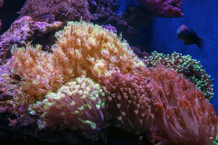 Dense group of corals in a reef aquarium with a small clownfish above them
