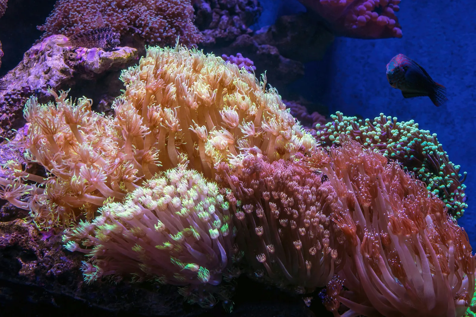 Dense group of corals in a reef aquarium with a small clownfish above them