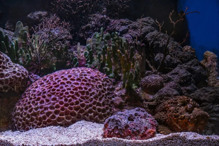 Dome-shaped stony corals on a sand bed in a reef aquarium