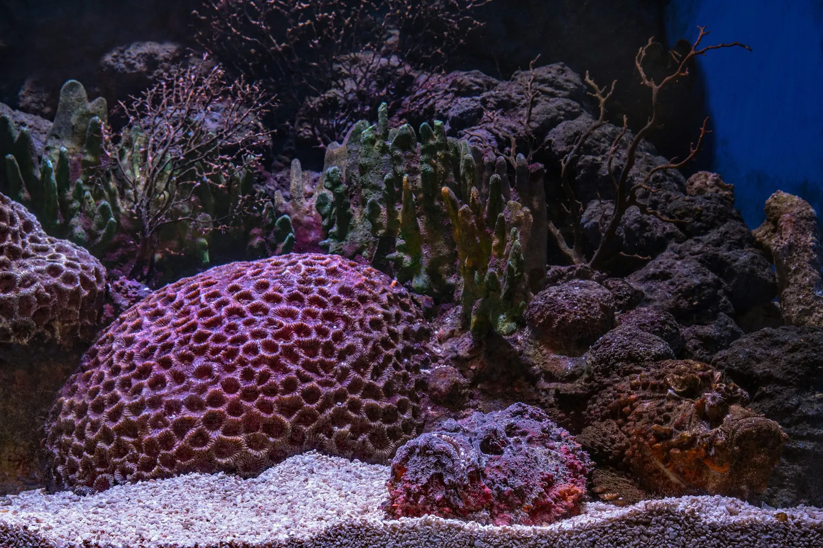 Dome-shaped stony corals on a sand bed in a reef aquarium