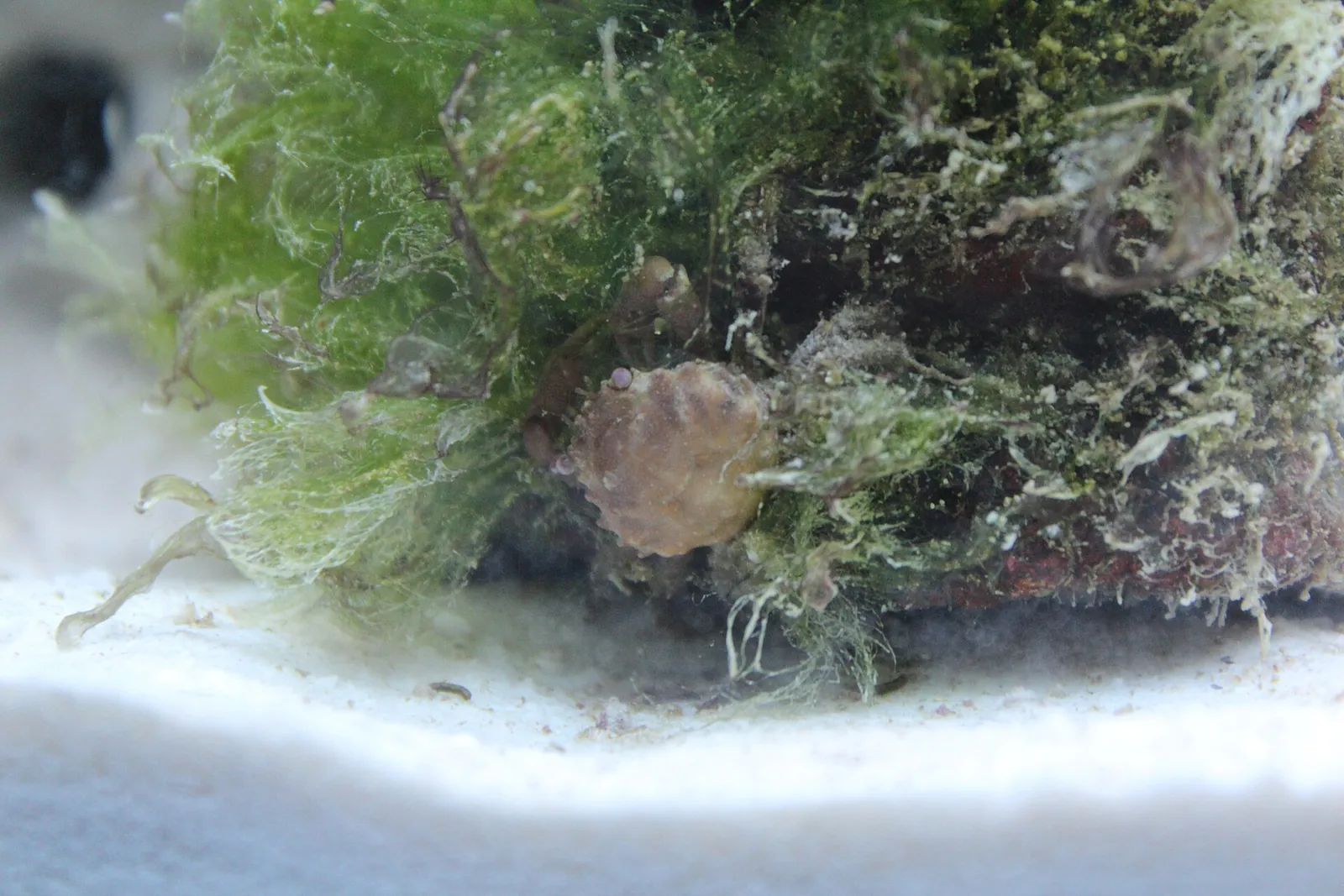 Emerald crab feeding on green hair algae growing over aquarium rock