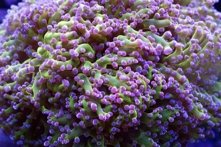 Frogspawn coral (Euphyllia divisa) colony with purple-tipped tentacles