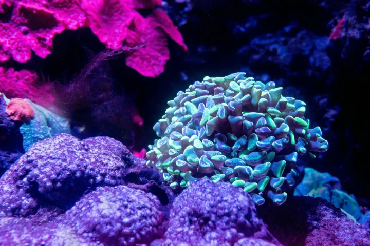 Green branching coral with pale tips growing among purple coralline rock