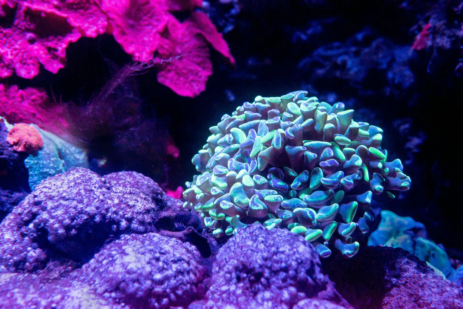 Green branching coral with pale tips growing among purple coralline rock