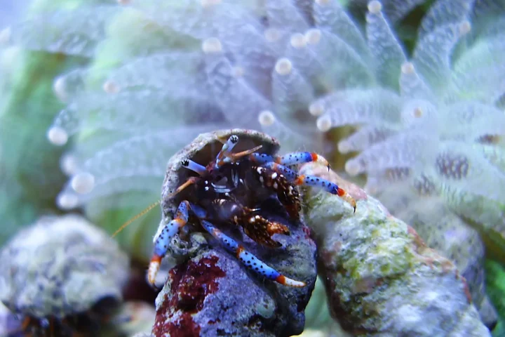 Hermit crab climbing on rock beside coral polyps