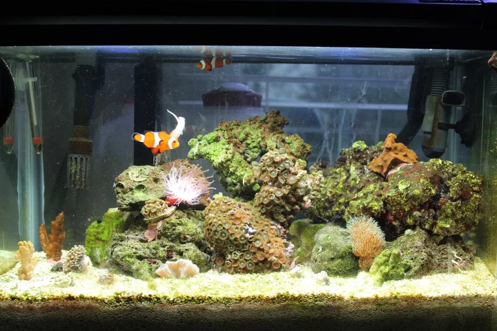 Ten-gallon nano reef aquarium with a clownfish, live rock and a sand bed
