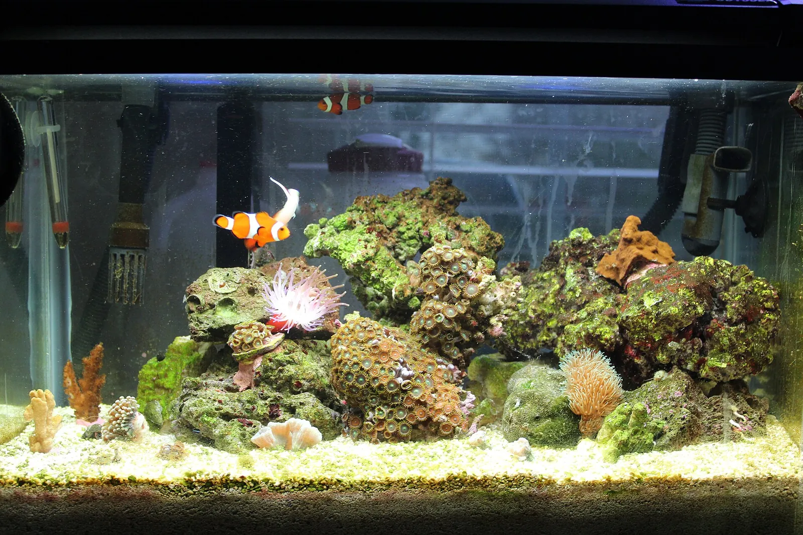 Ten-gallon nano reef aquarium with a clownfish, live rock and a sand bed