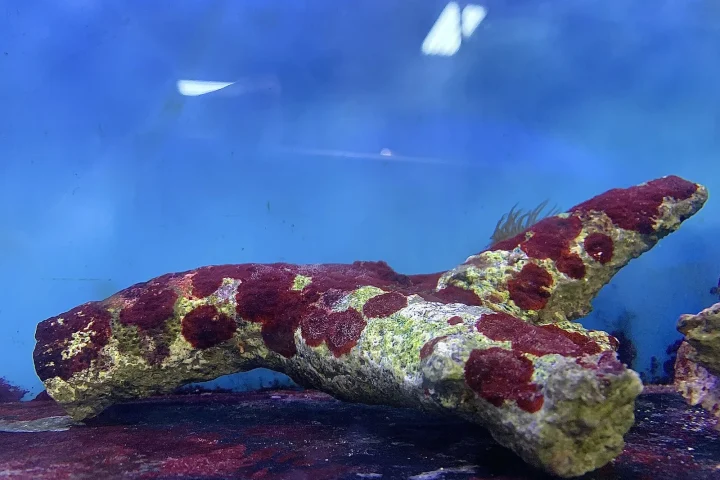 Piece of live rock covered in red and yellow coralline growth inside an aquarium
