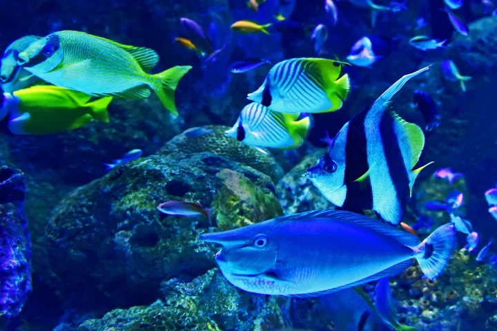 Several marine fish, including a Moorish idol and butterflyfish, swimming near rockwork