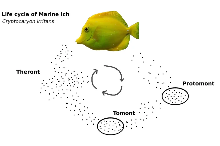 Diagram of the marine ich life cycle: theront, protomont and tomont stages around a yellow tang
