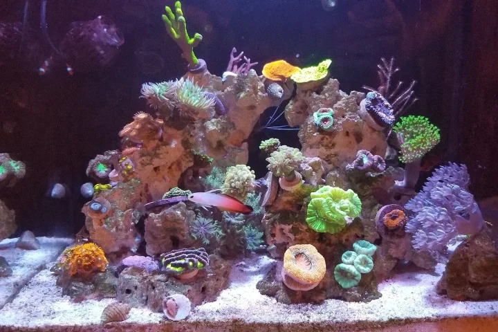 Nano reef aquarium with a central rock island, corals and small fish