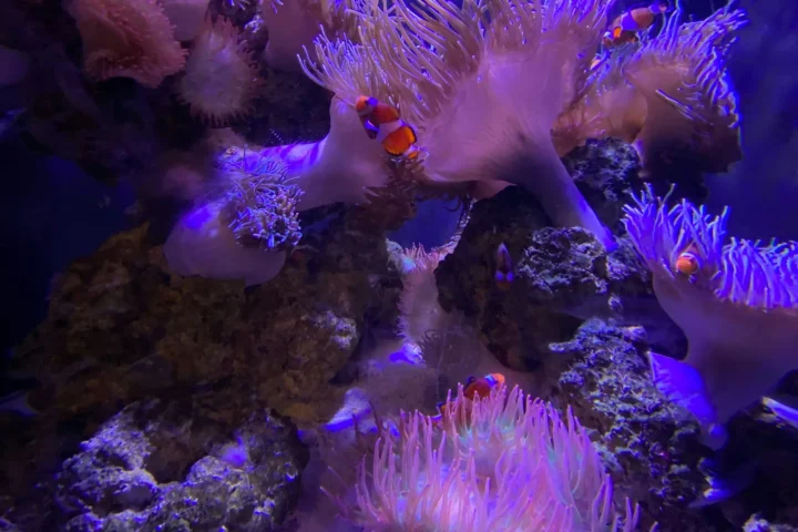 Small reef tank with clownfish swimming among anemones under blue light