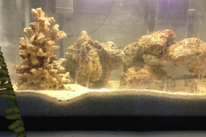 Newly set-up aquarium with pale rockwork arranged on a sand bed