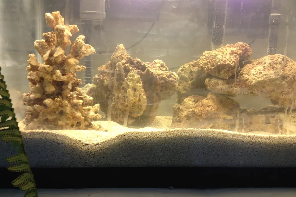 Newly set-up aquarium with pale rockwork arranged on a sand bed