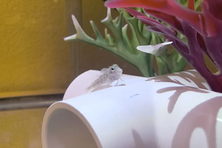 Molly Miller blenny resting on a white PVC fitting in a quarantine aquarium