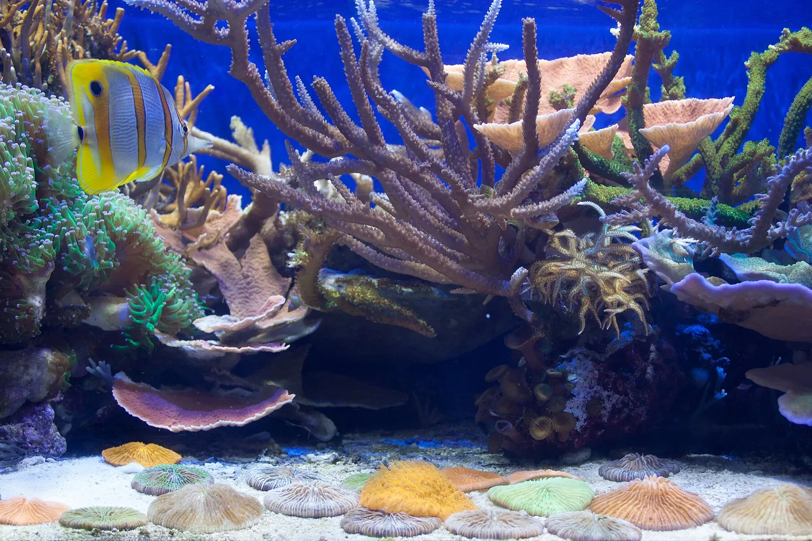 Coral aquarium with branching Acropora colonies and a butterflyfish