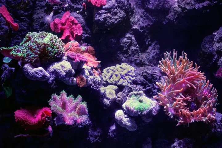 Reef aquarium rockwork planted with pink, green and purple corals