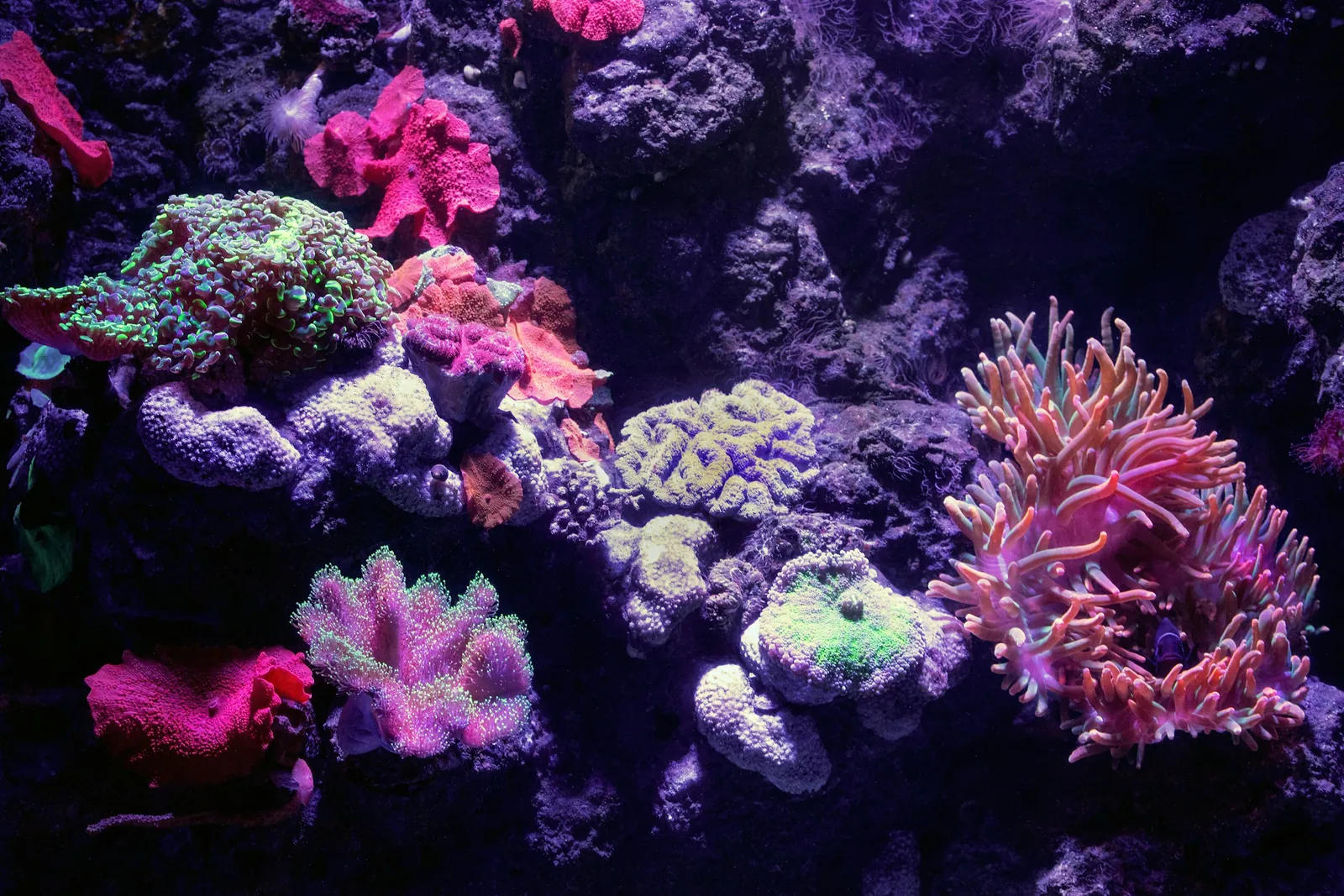 Reef aquarium rockwork planted with pink, green and purple corals