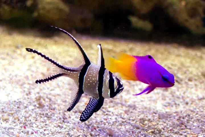 A royal gramma and a Banggai cardinalfish swimming above a sand bed