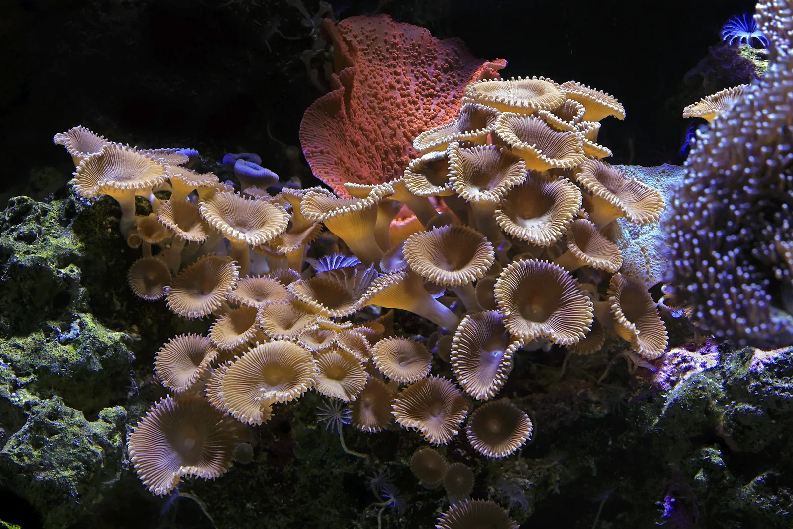 Group of soft corals and polyps growing on rock in a reef aquarium
