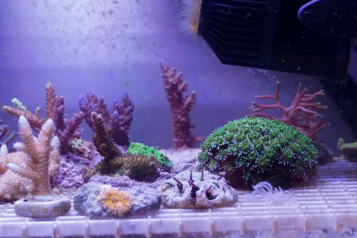 Branching coral frags and a green coral colony growing on a frag rack