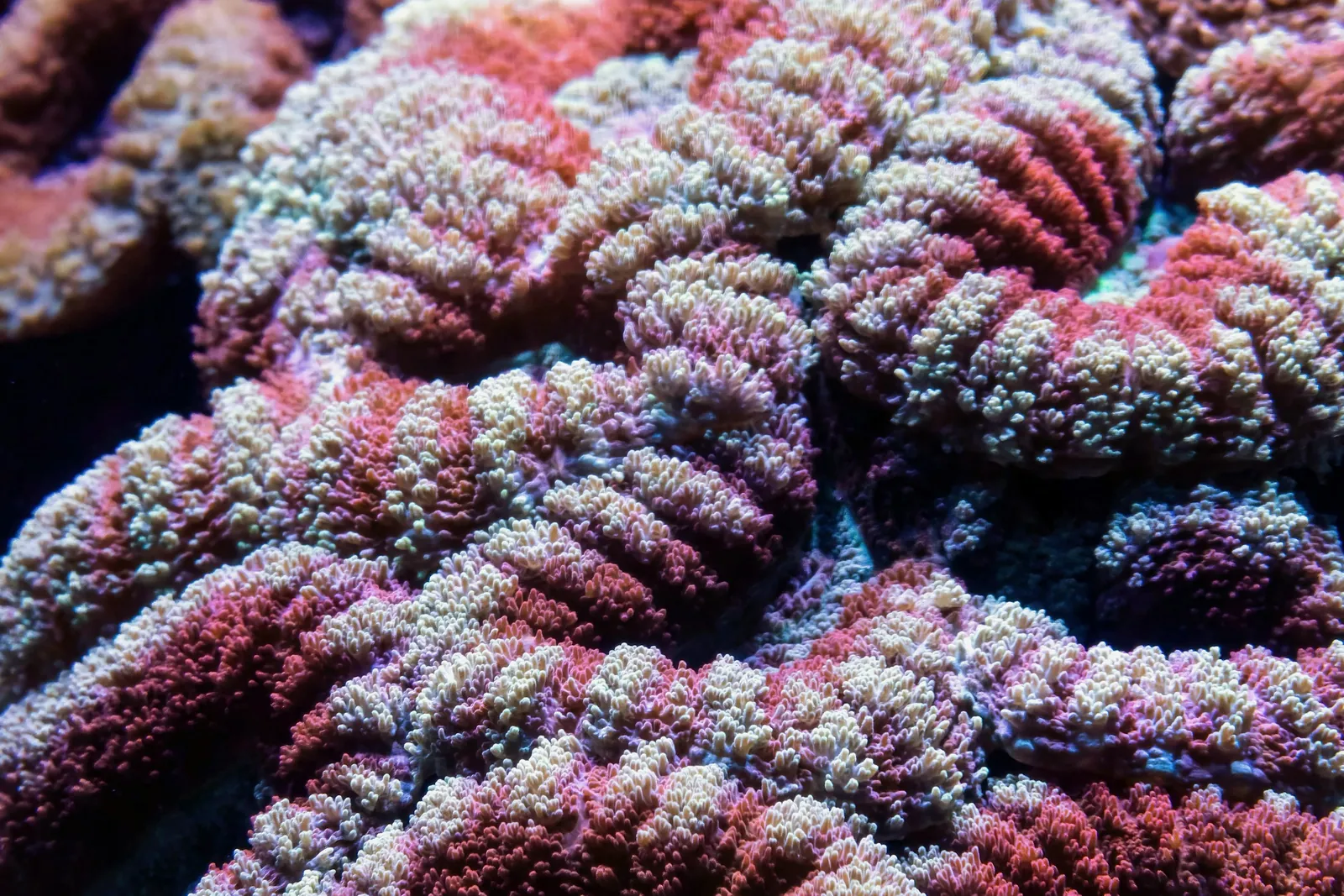 Close-up of the ridged surface of a stony brain coral