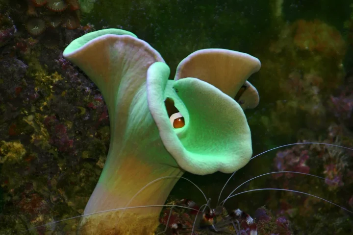 Toadstool leather coral (Sarcophyton) with its polyps retracted and a clownfish beside it
