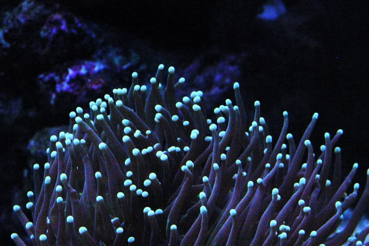 Torch coral tentacles with glowing tips under blue aquarium lighting