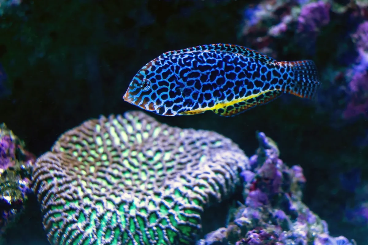 Blue-and-yellow spotted wrasse swimming over a green brain coral