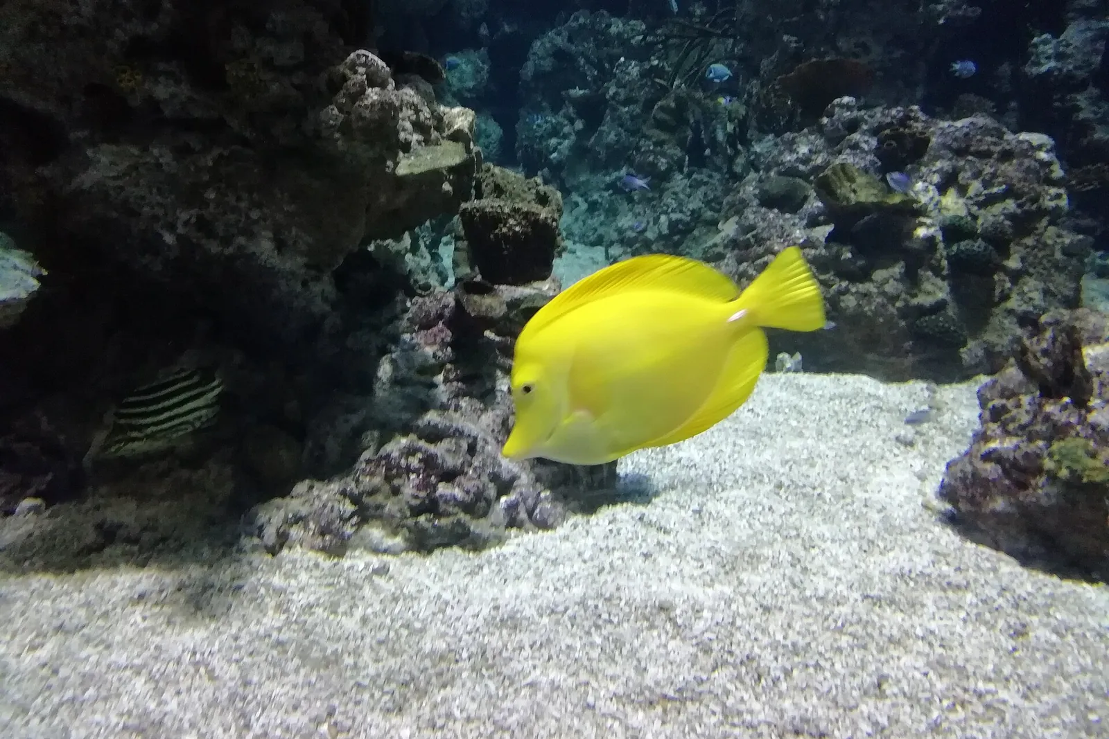 Yellow tang swimming over a clean white sand bed beside dark rockwork
