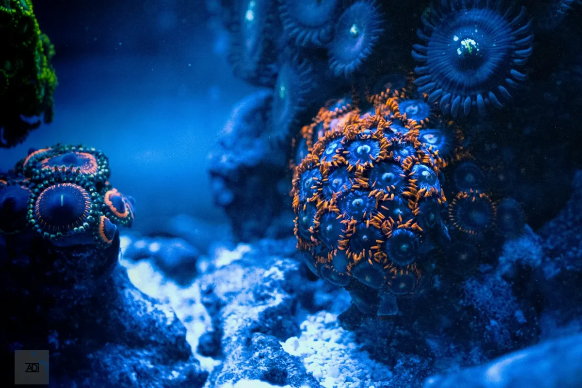 Zoanthid corals with bright centres photographed under blue light